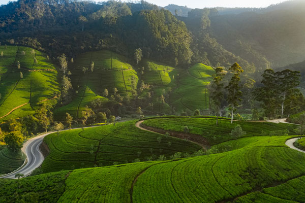 Tea bushes and winding road (credit iStock.com/Dmytro Buianskyi). Tea bushes and winding road (credit iStock.com/Dmytro Buianskyi).