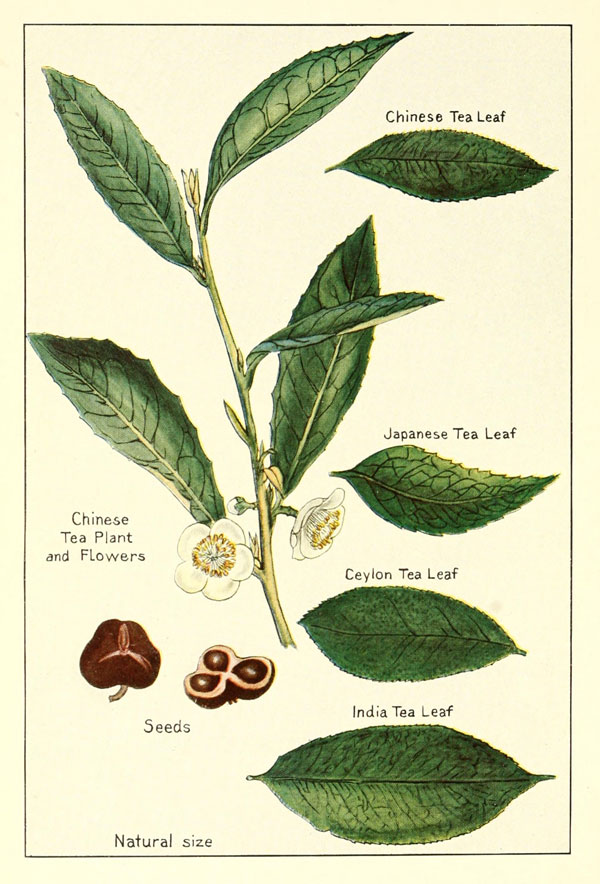 Tea plant (image credit McCormick and Company, Public domain, via Wikimedia Commons). Tea plant (Camellia sinensis). Much of the tea grown in Ceylon/Sri Lanka is Camellia sinensis var. assamica, assamica meaning broad leaved (image credit McCormick and Company, Public domain, via Wikimedia Commons).
