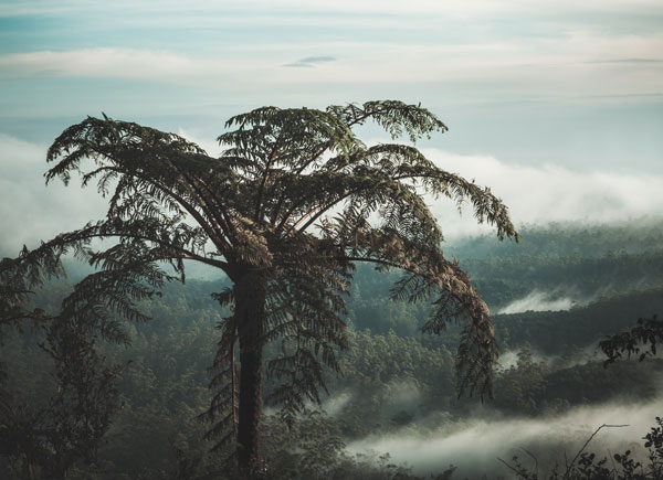 Tree Fern, Nuwara Eliya (credit: iStock.com/GoodOlga). Tree Fern, Nuwara Eliya (credit: iStock.com/GoodOlga).
