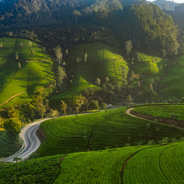 Tea bushes and winding road (credit iStock.com/Dmytro Buianskyi). Tea bushes and winding road (credit iStock.com/Dmytro Buianskyi).