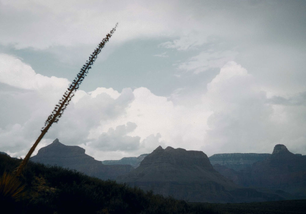 Agave at the Grand Canyon (photo by Henry Tribe, 1958). Agave at the Grand Canyon (photo by Henry Tribe, 1958).