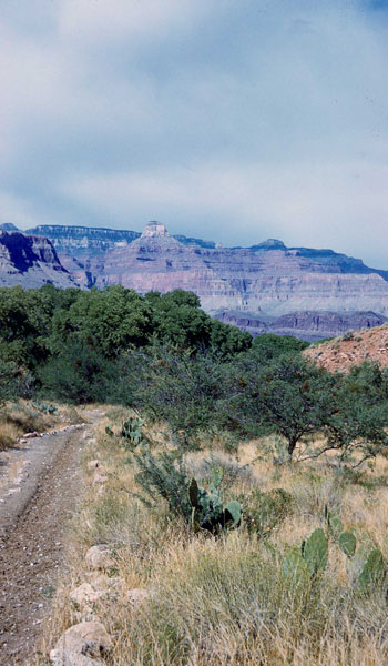 The Indian Gardens (now called the Havasupai Gardens), an oasis on the Bright Angel Trail, Grand Canyon (photo by Henry Tribe, 1958). The Indian Gardens (now called the Havasupai Gardens), an oasis on the Bright Angel Trail, Grand Canyon (photo by Henry Tribe, 1958).
