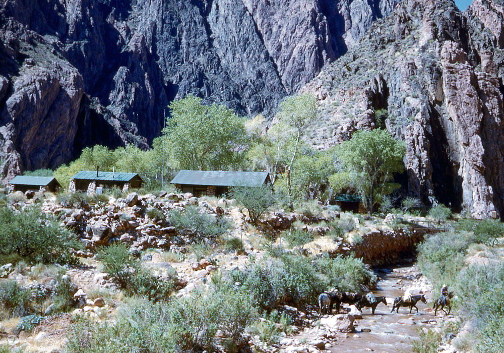 Mules crossing stream at Phantom Ranch, Grand Canyon (photo by Henry Tribe, 1958). Mules crossing stream at Phantom Ranch, Grand Canyon (photo by Henry Tribe, 1958).