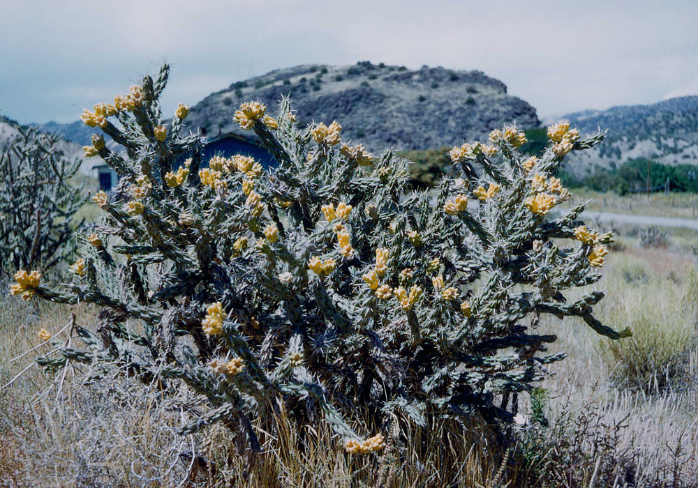 Cactus (photo by Henry Tribe 1958). Cactus (photo by Henry Tribe 1958).