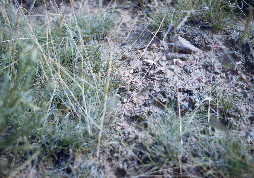 Find the toad! (Photo by Henry Tribe, 1958.) Find the toad! (Photo by Henry Tribe, 1958.)