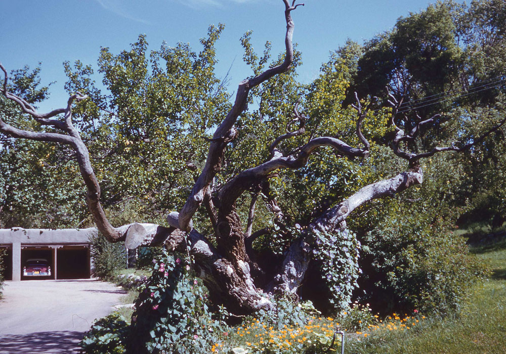 Peach tree in Santa Fe (photo by Henry Tribe 1958). Peach tree in Santa Fe (photo by Henry Tribe 1958).